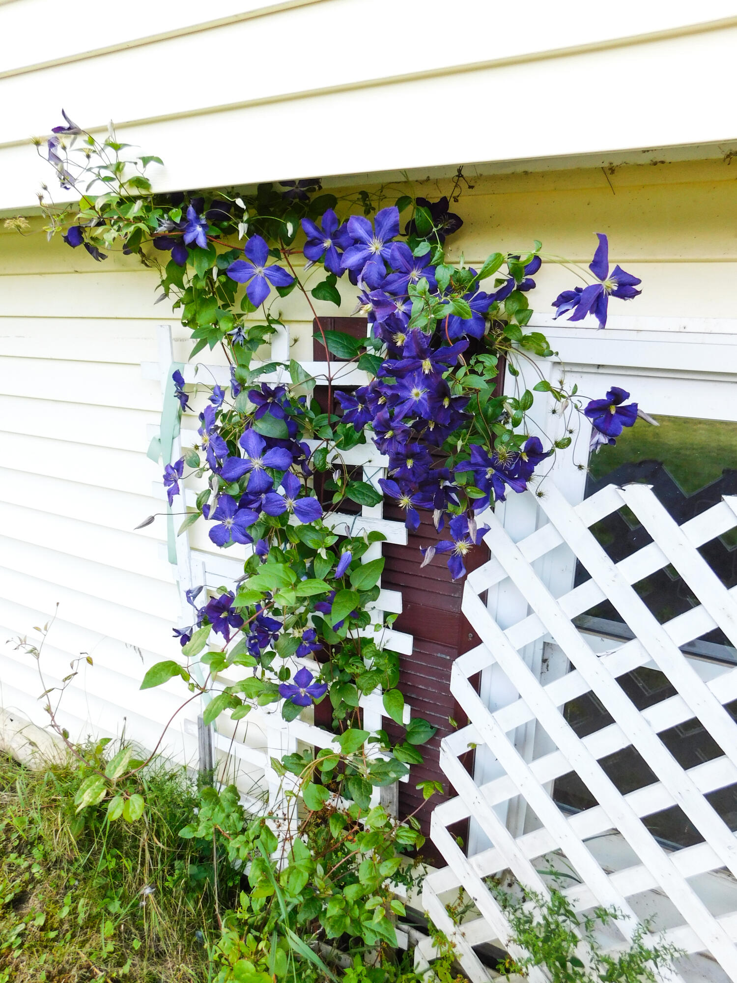 76 Tremblay Road Dexter, ME 04930 - Photo 65 of 83 Flowers