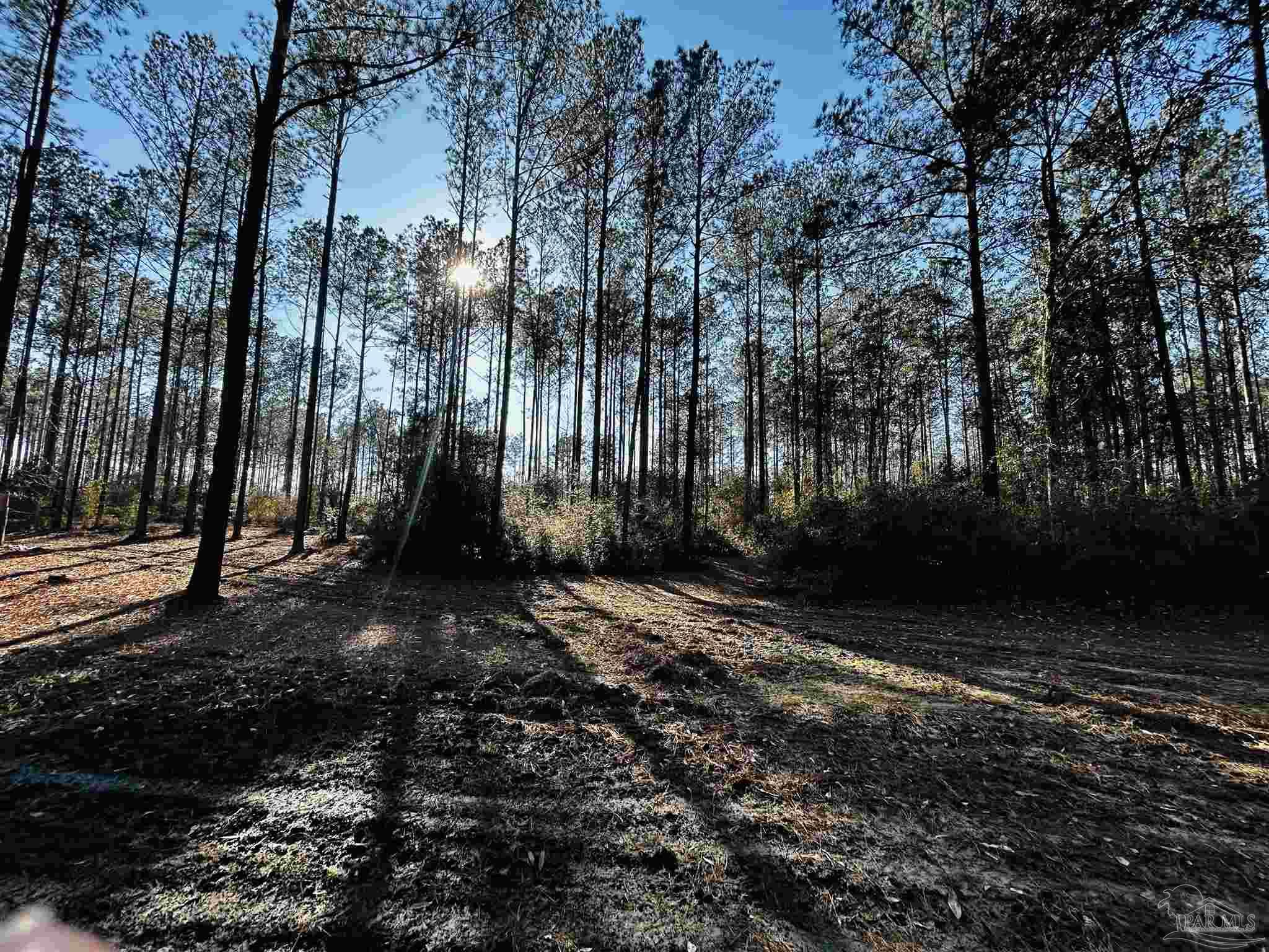 Lot 407 Country Mill Road Jay, FL 32565 - Photo 4 of 10 a view of outdoor space with lots of trees