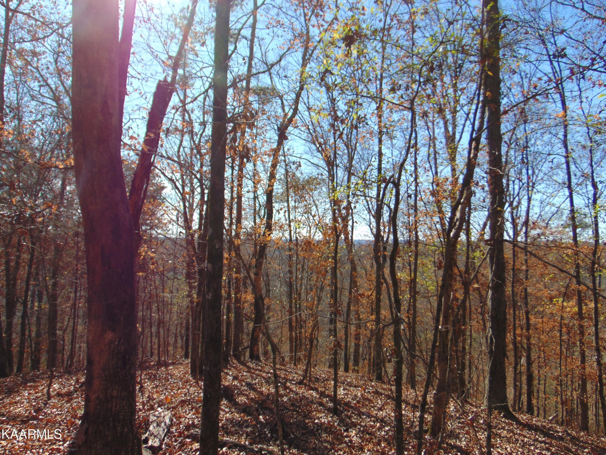 1056 County Road 179 Decatur, TN 37322 - Photo 9 of 24