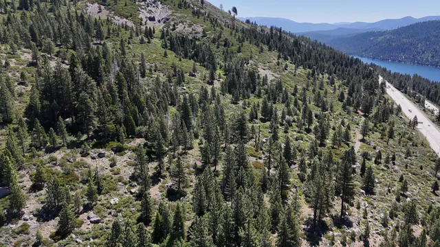 a view of a forest with a tree