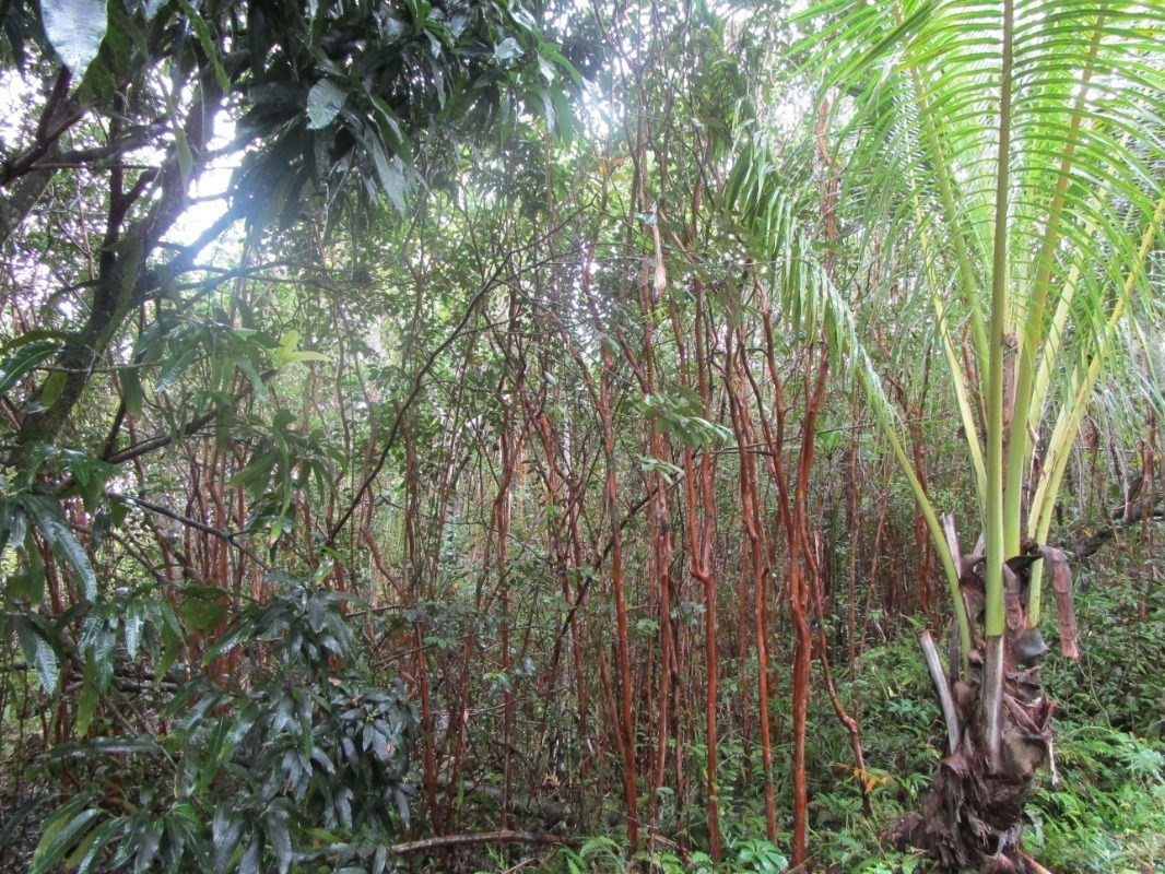 4 Sadilek Road Pahoa, HI 96778 - Photo 2 of 2 a view of forest