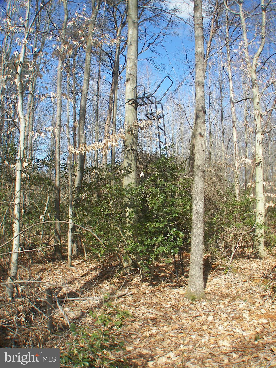 12615 Ridgely Road Greensboro, MD 21639 - Photo 29 of 30 Deer stand #2