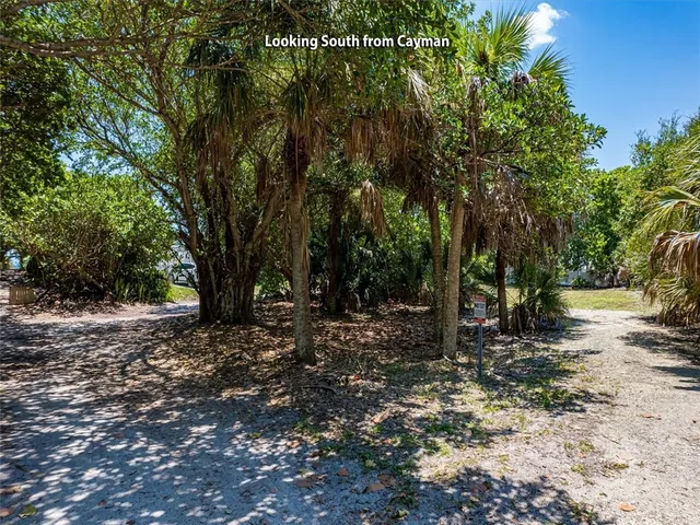 a view of a forest filled with trees