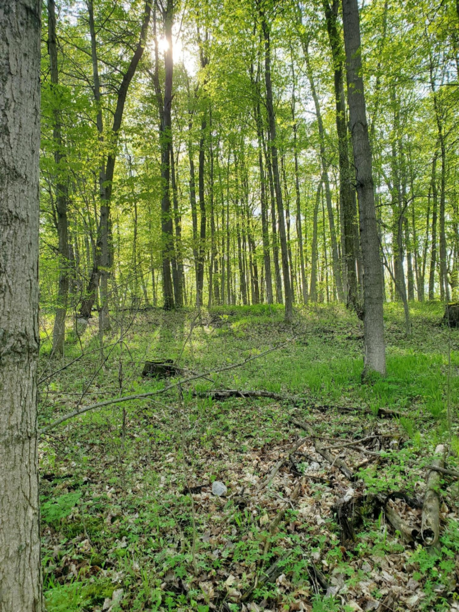 Lot 13 Hjermstad Road Ionia, MI 48846 - Photo 5 of 10 20200515_174851