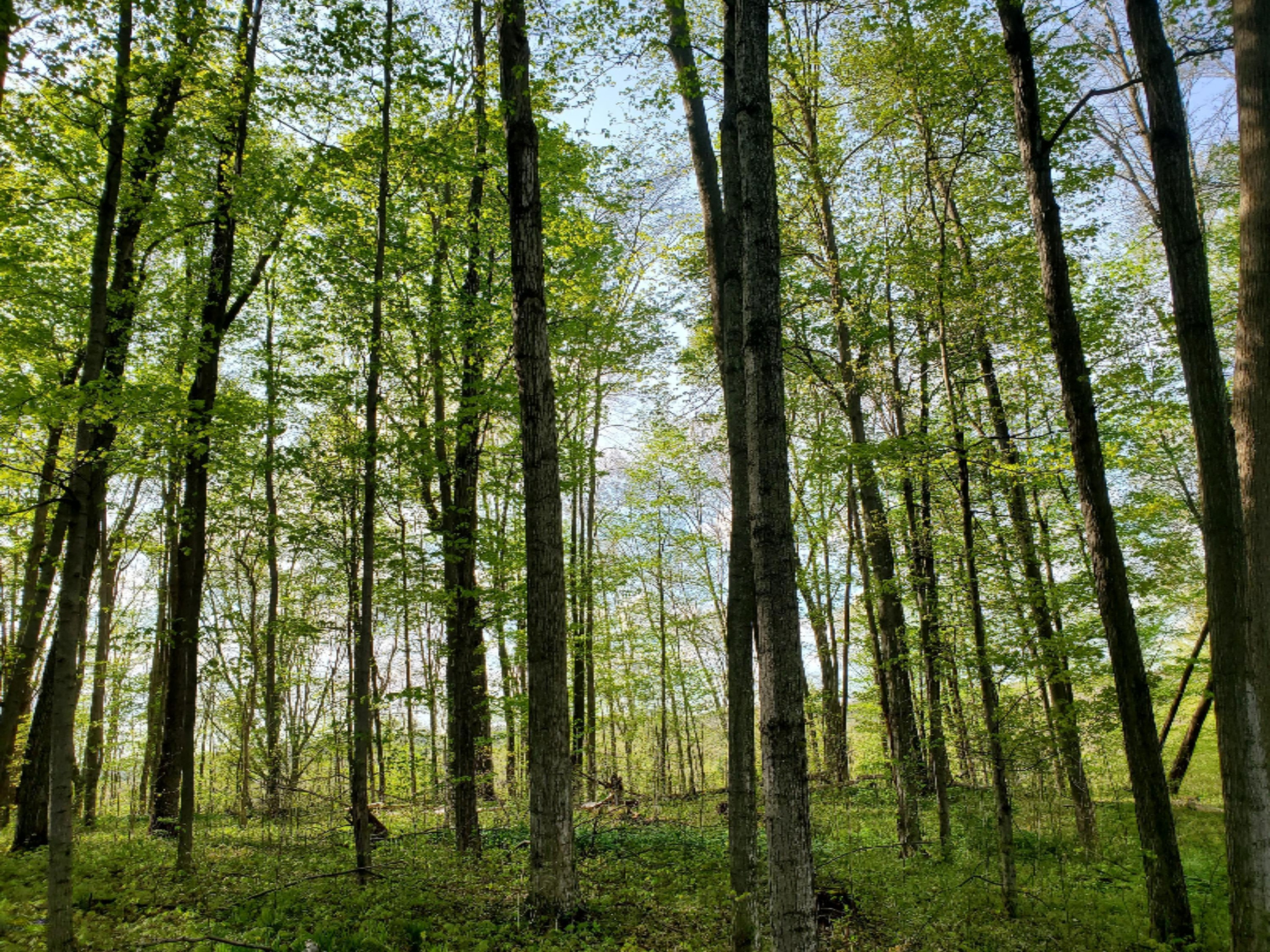 Lot 13 Hjermstad Road Ionia, MI 48846 - Photo 9 of 10 20200515_175007