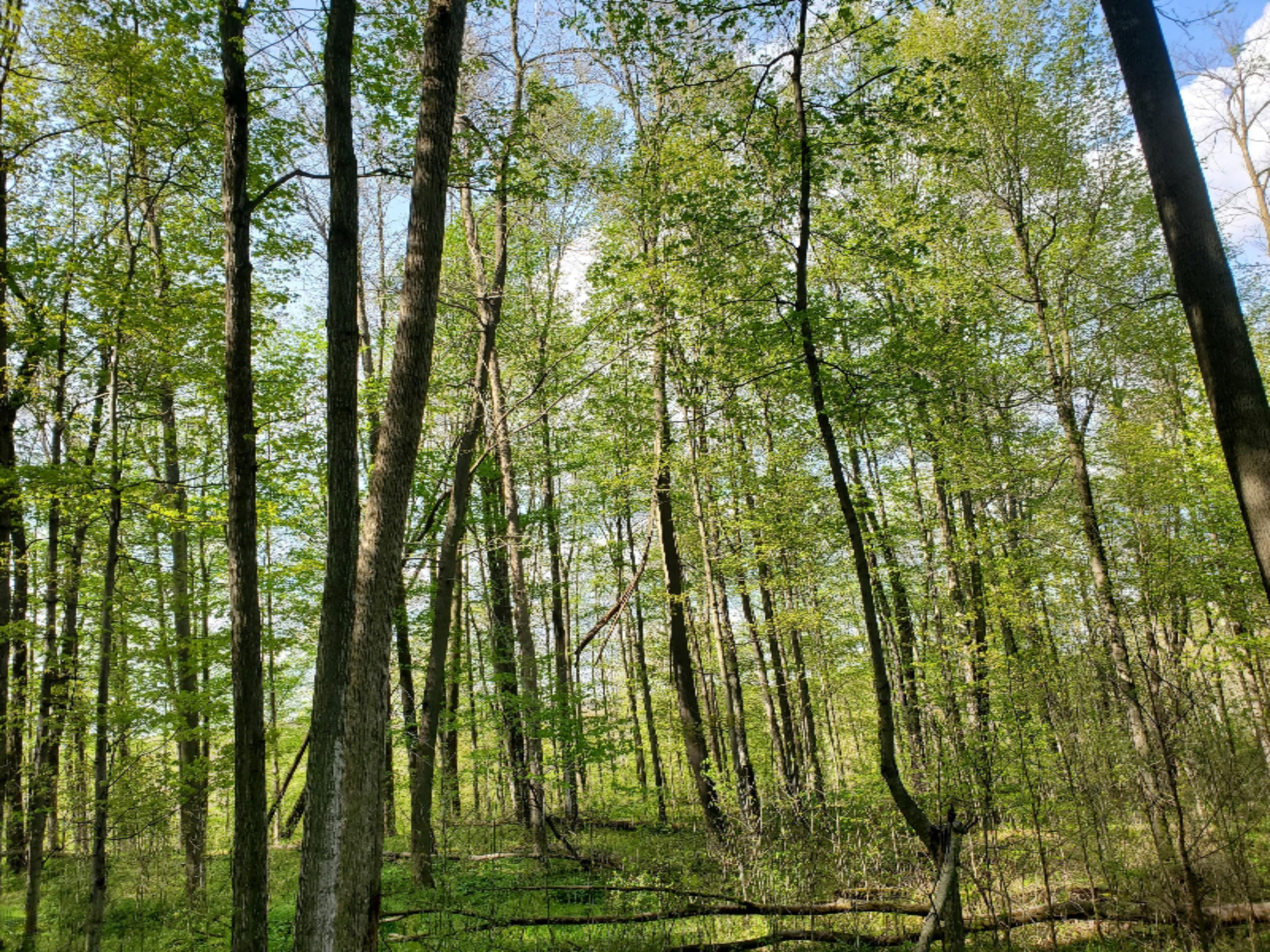 Lot 13 Hjermstad Road Ionia, MI 48846 - Photo 10 of 10 20200515_175009