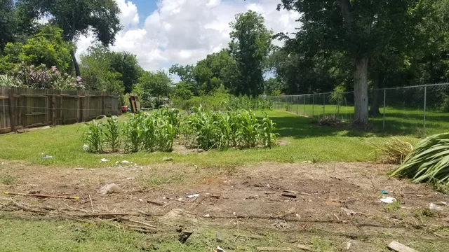 a view of a yard with plants and a bench