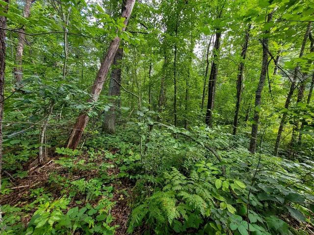 $7,400 | Tbd Ringneck Roost, Garrison, MN 56450