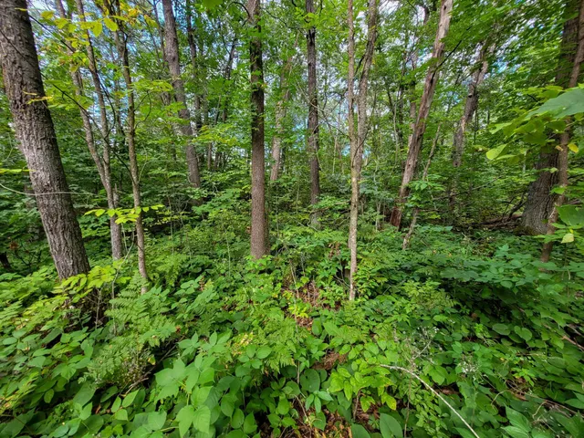 $7,400 | Tbd Ringneck Roost, Garrison, MN 56450