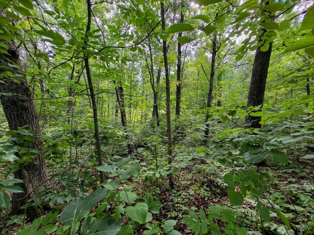 $7,400 | Tbd Ringneck Roost, Garrison, MN 56450