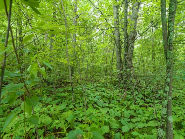 $7,400 | Tbd Ringneck Roost, Garrison, MN 56450