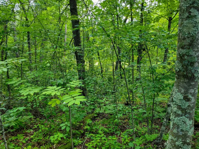 $7,400 | Tbd Ringneck Roost, Garrison, MN 56450