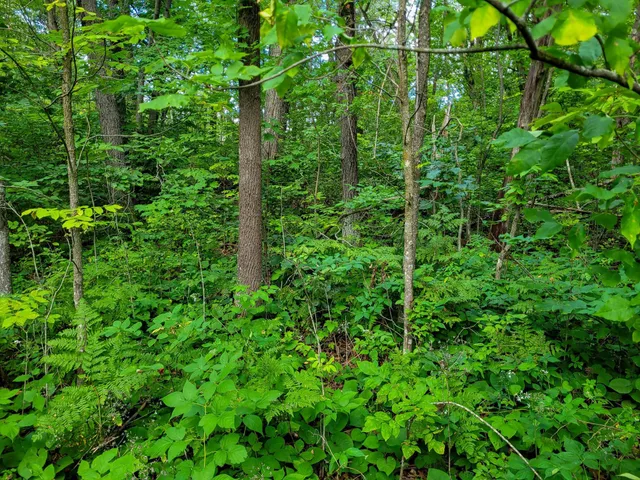 $7,400 | Tbd Ringneck Roost, Garrison, MN 56450