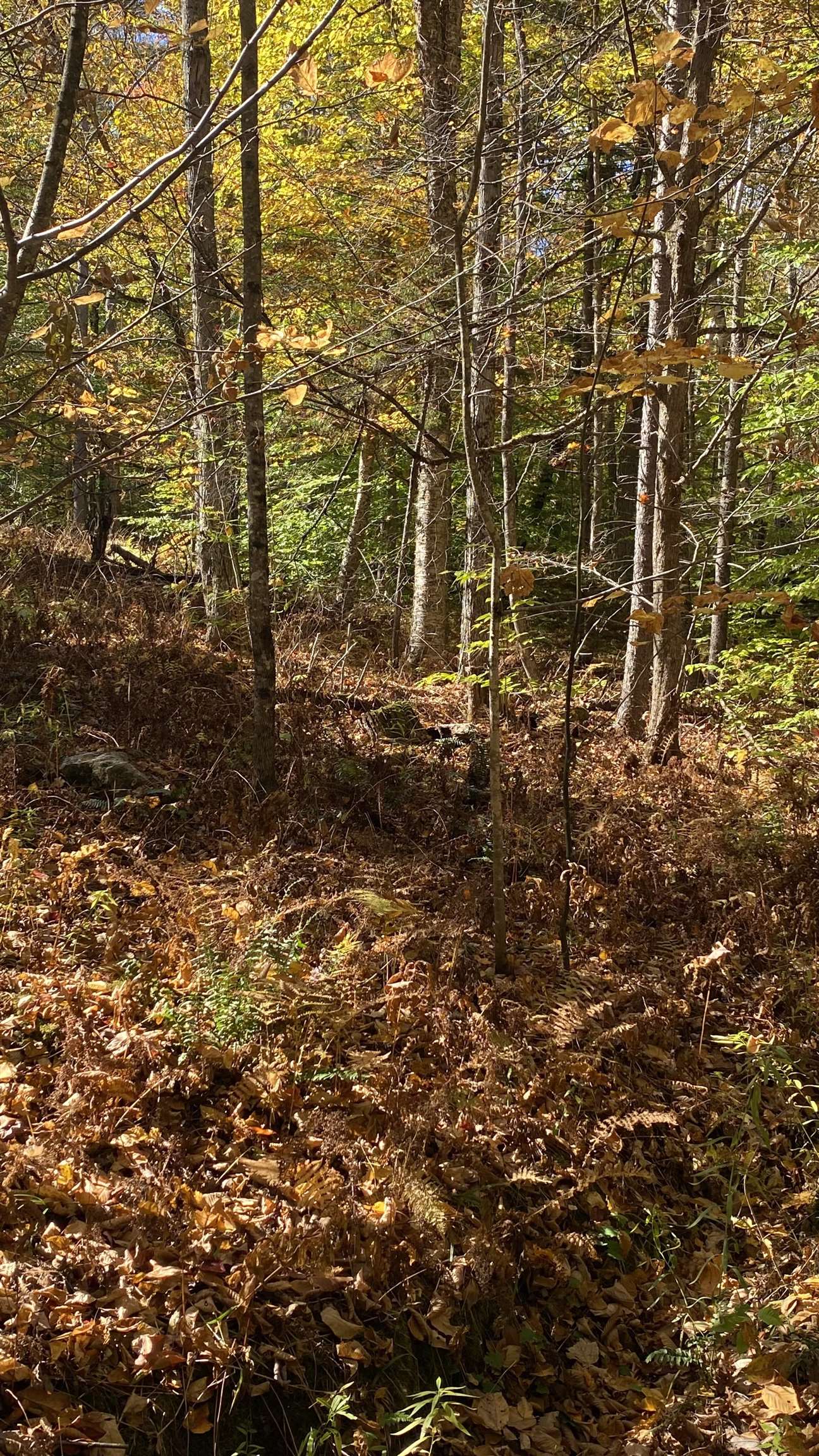 0 Curtis Hollow Road, Unit 3 Woodstock, VT 05091 - Photo 22 of 26 Gallery Image 22