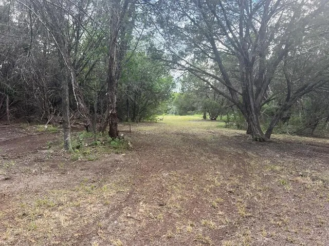 a view of a forest with trees in the background