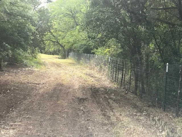 a view of a forest with trees in the background