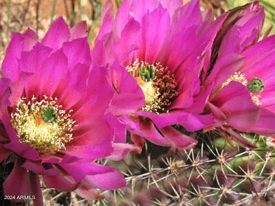 $75,000 | 0 East Cougar Trail, Unit 96, St. David, AZ 85630