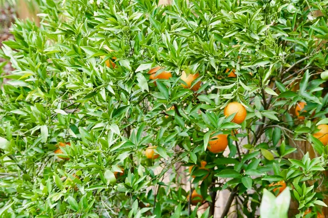 $4,995 | 12156 Via San Loreno, San Diego, CA 92128