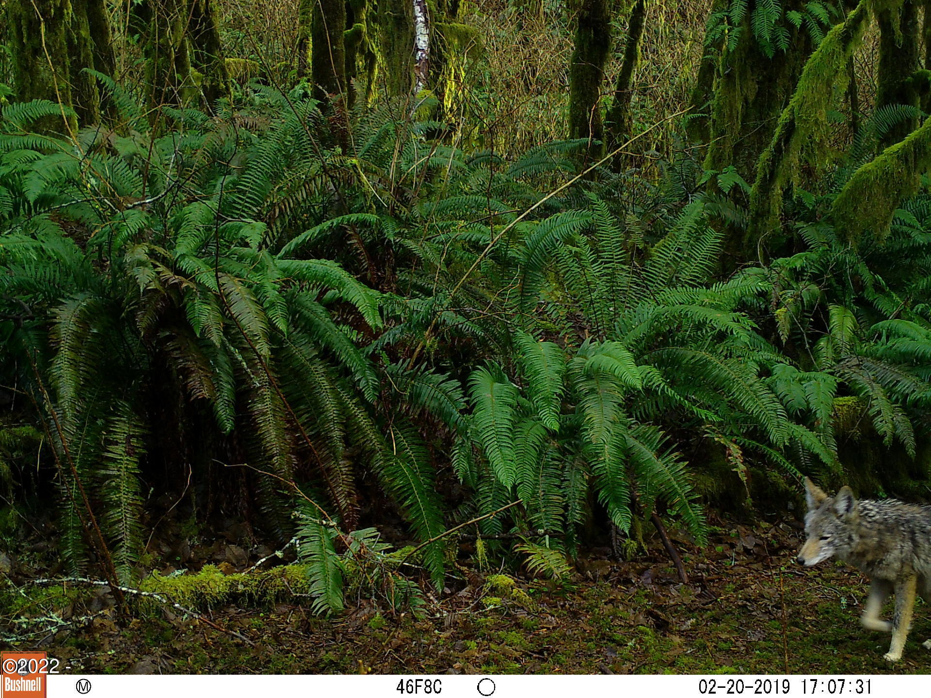 500 Farmer Creek Road Cloverdale, OR 97112 - Photo 7 of 8 Coyote