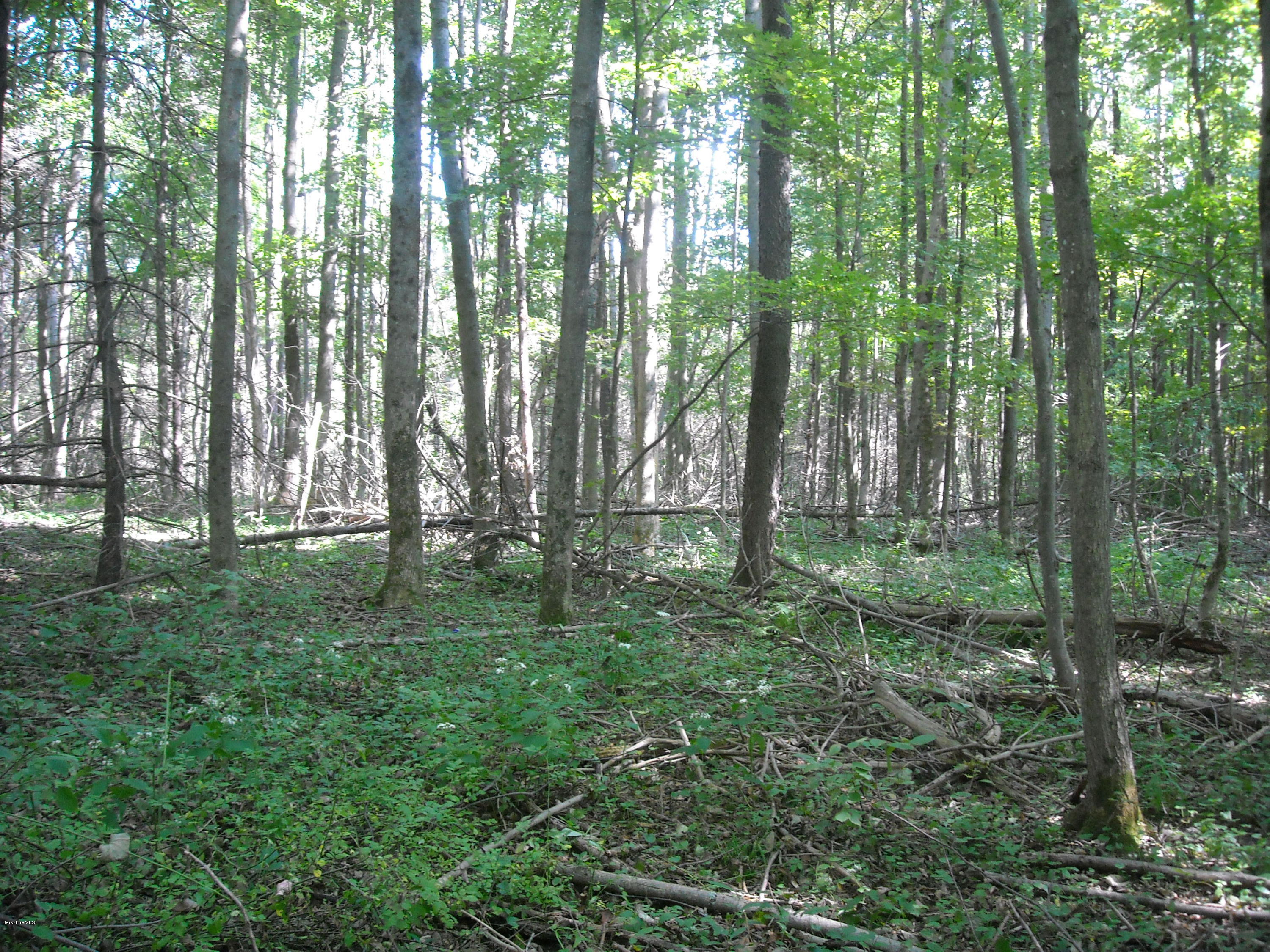 Interlaken Road West Stockbridge, MA 01266 - Photo 1 of 13 a view of lush green forest