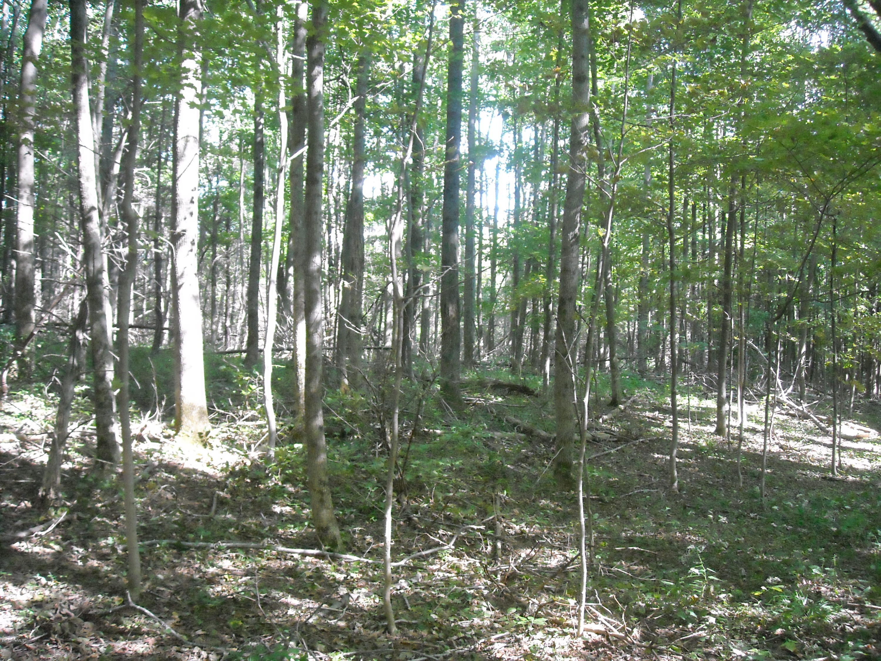 Interlaken Road West Stockbridge, MA 01266 - Photo 2 of 13 a view of forest
