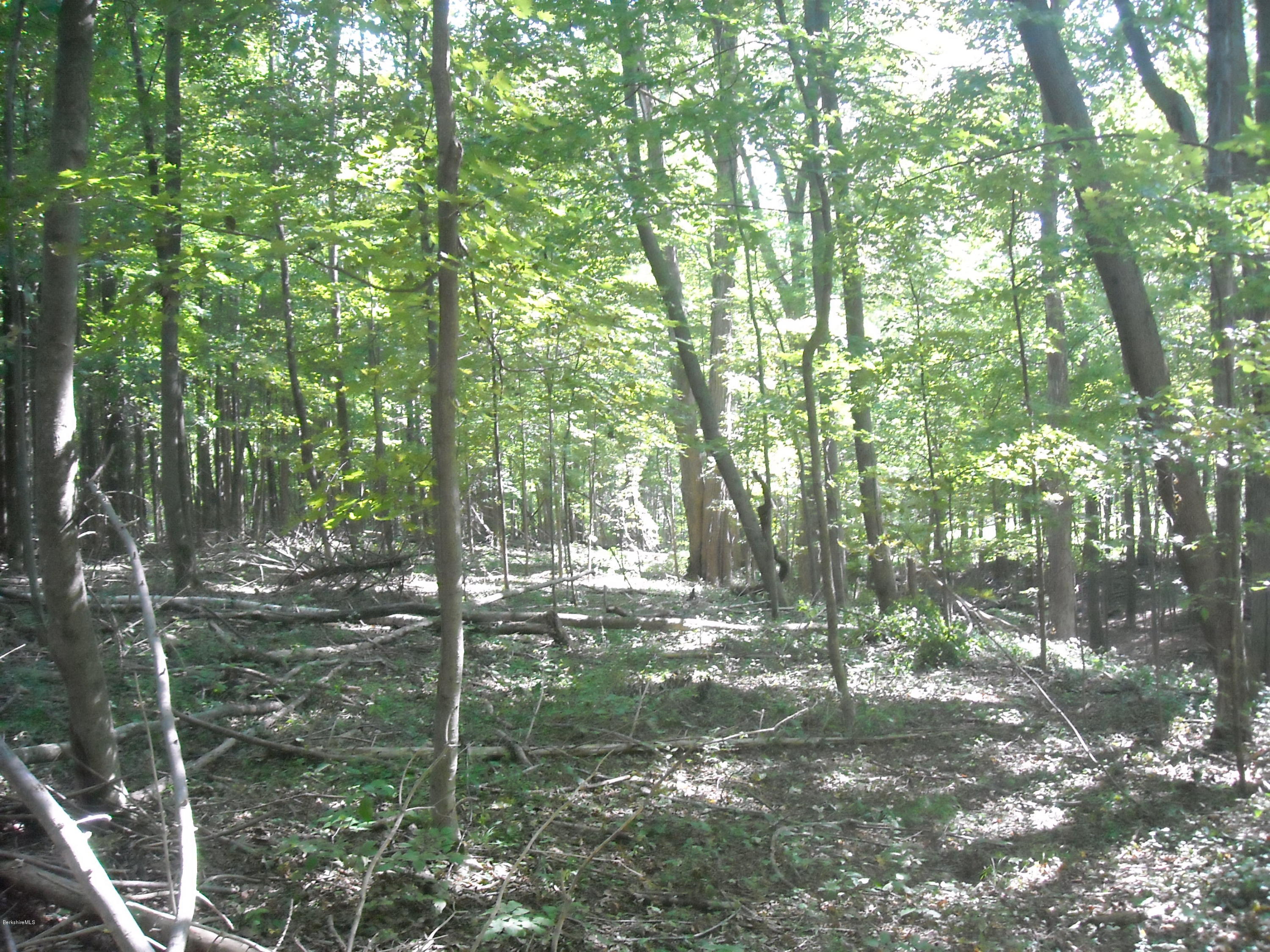 Interlaken Road West Stockbridge, MA 01266 - Photo 3 of 13 a view of a forest with trees in the background