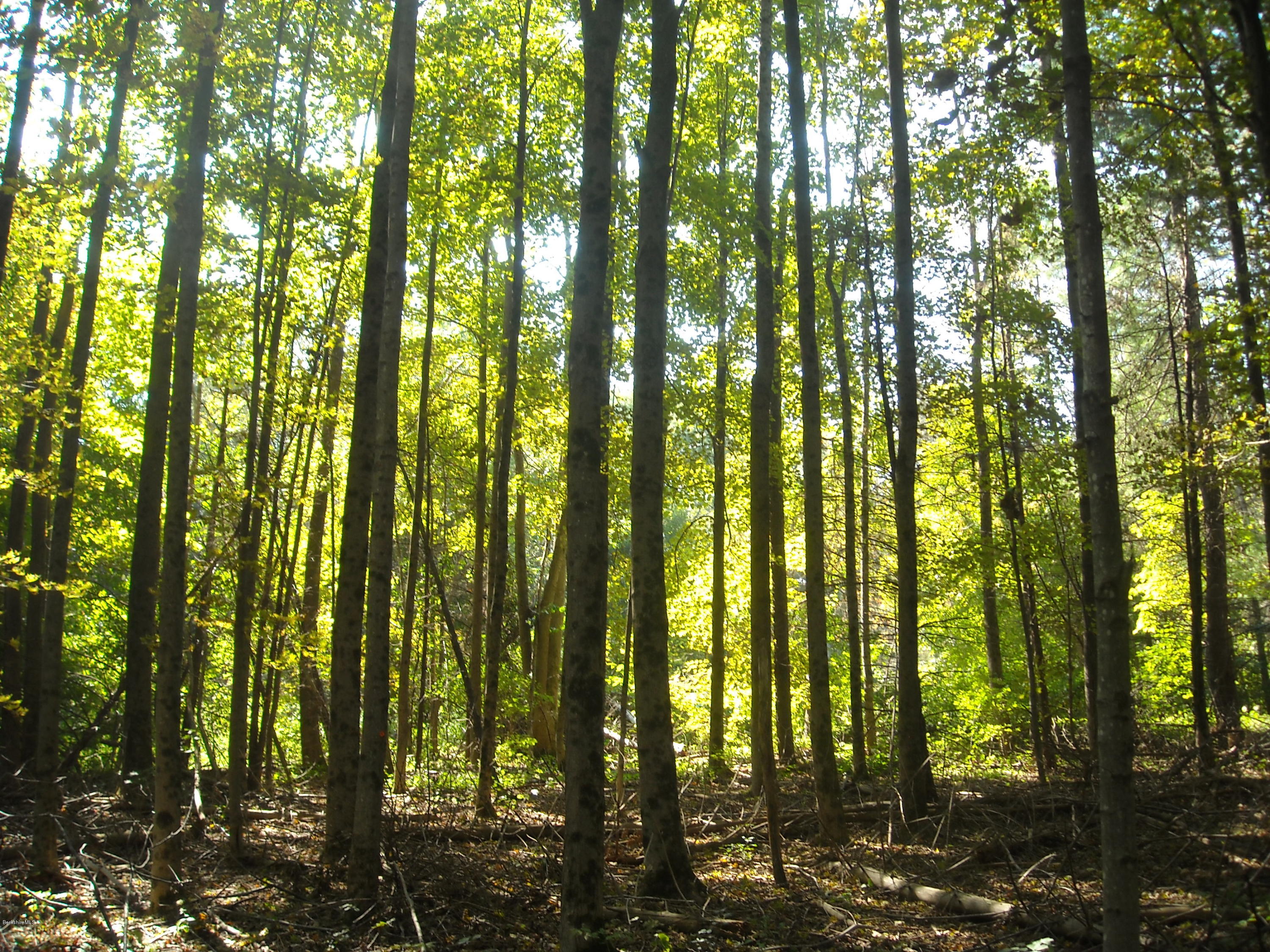 Interlaken Road West Stockbridge, MA 01266 - Photo 8 of 13 a view of forest