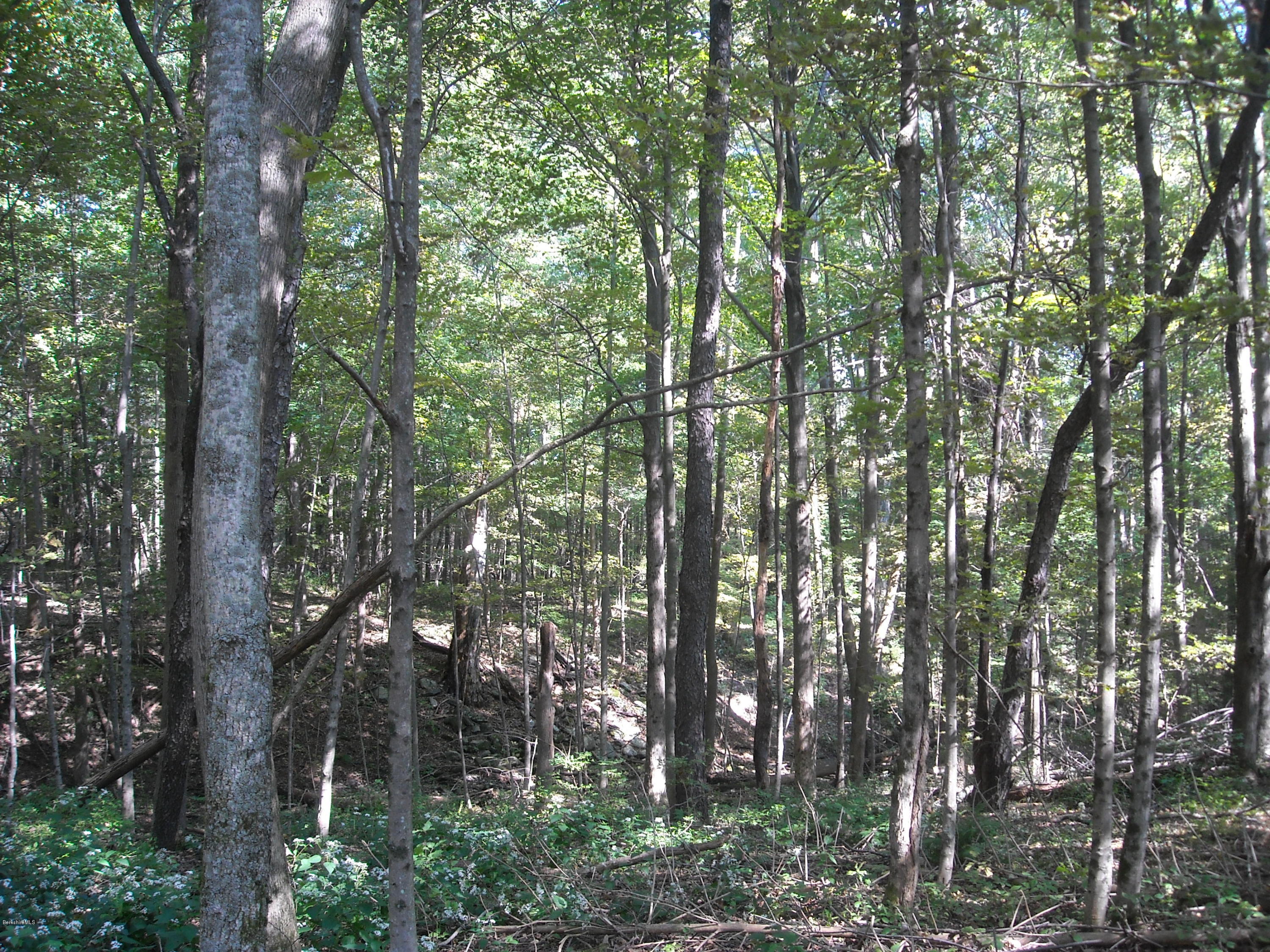 Interlaken Road West Stockbridge, MA 01266 - Photo 10 of 13 a view of forest