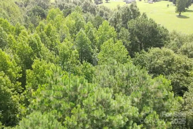a view of a big yard with plants and large trees