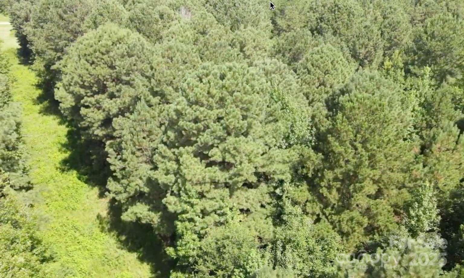 0 Sherrill Road Wallace, SC 29596 - Photo 2 of 5 a close up of a plant in a yard