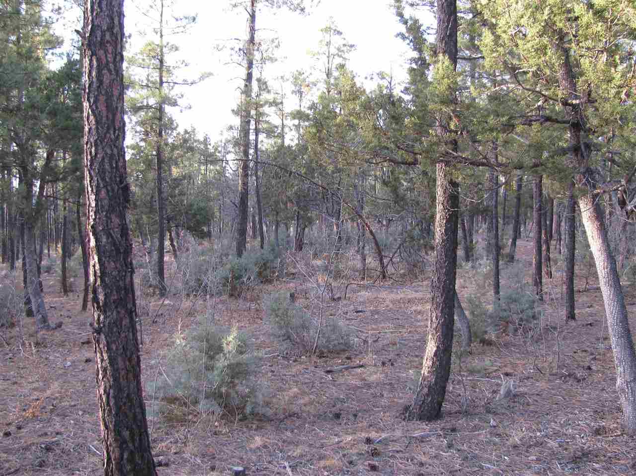 837 West Rim Road Pinetop, AZ 85935 - Photo 5 of 13 Gallery Image 5