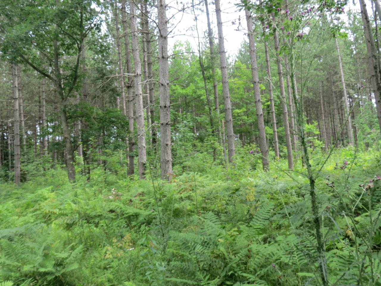 On On Slizewski Road Rhinelander, WI 54501 - Photo 7 of 18 Gallery Image 7