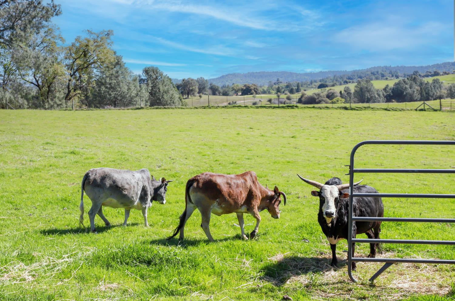 3081 Little Spur Road Somerset, CA 95684 - Photo 81 of 83 cows love it !!!!!
