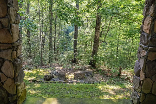 a view of a backyard with a large tree