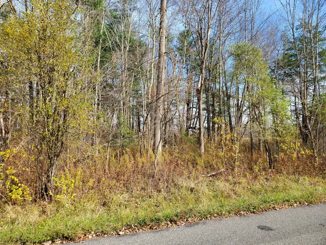 a close up of a plant in a yard