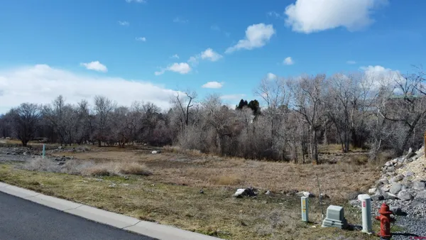 a view of a dry yard with trees