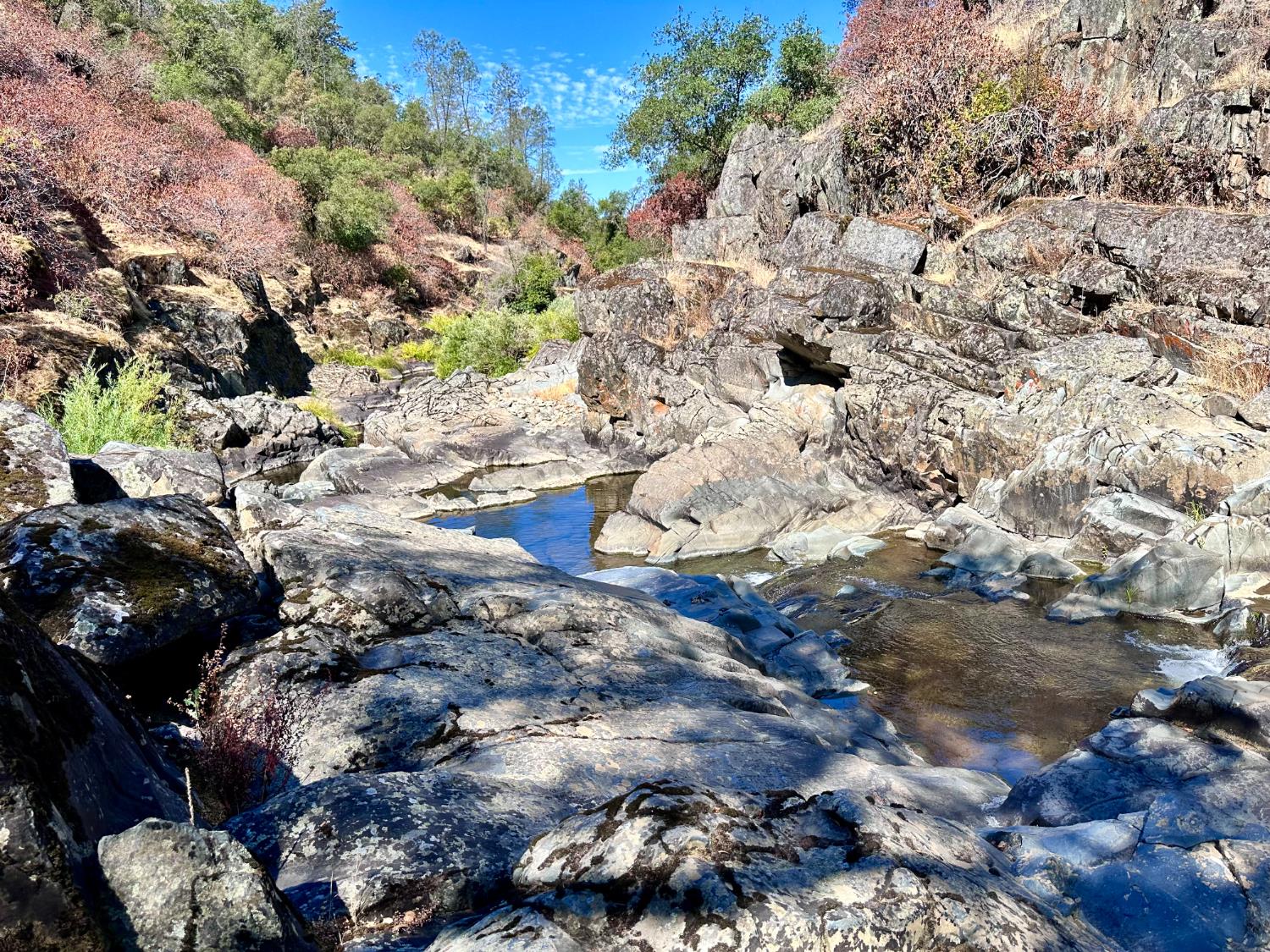 5585 Garden Bar Road Lincoln, CA 95648 - Photo 25 of 25 a close up of a tree