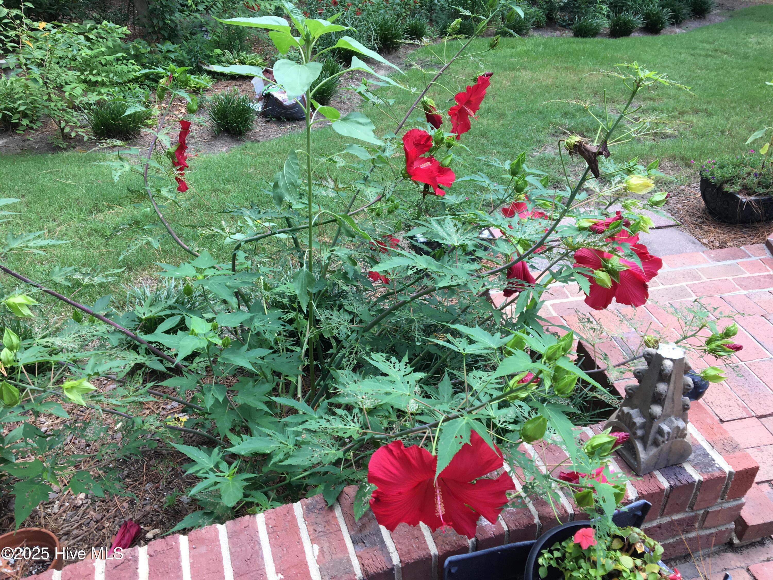 145 Elk Road Southern Pines, NC 28387 - Photo 45 of 50 Lord Baltimore in Bloom