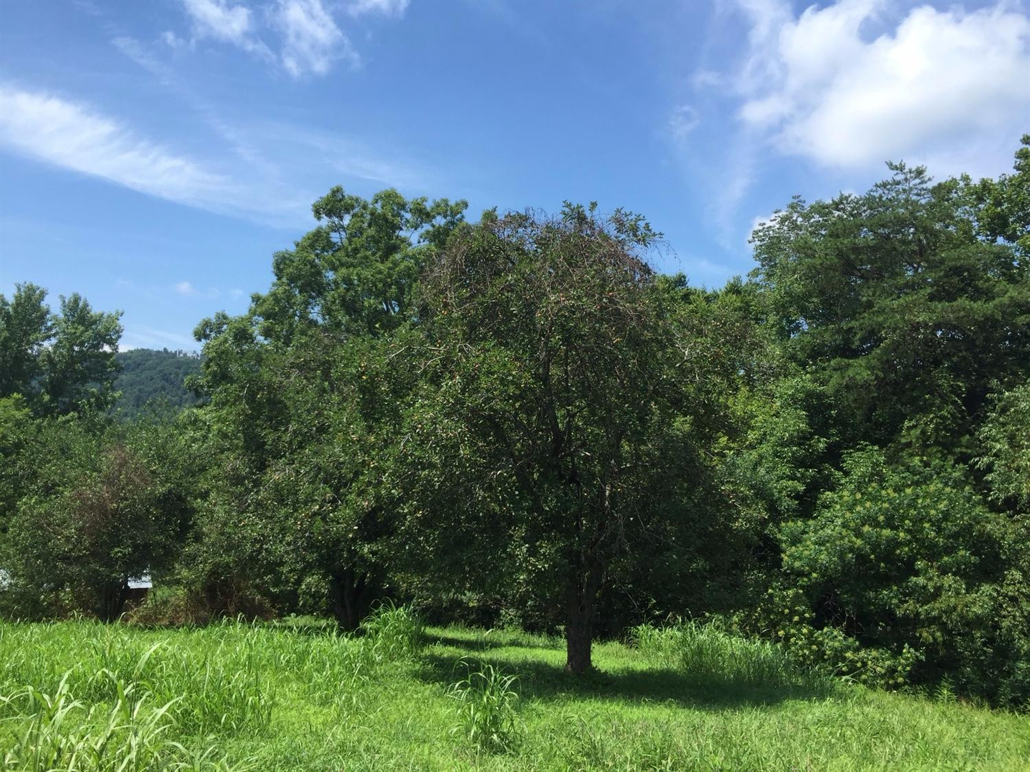 1910 Caudill Road Stanton, KY 40380 - Photo 24 of 50 McCormick apple orchard! Trees are load