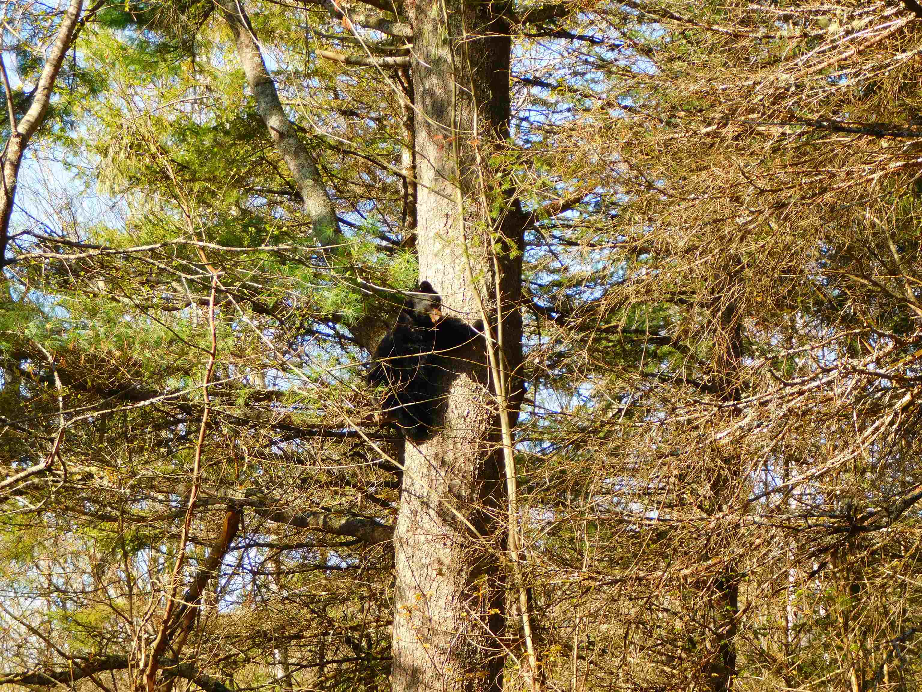 0 Piper Hill Road Colebrook, NH 03576 - Photo 13 of 21