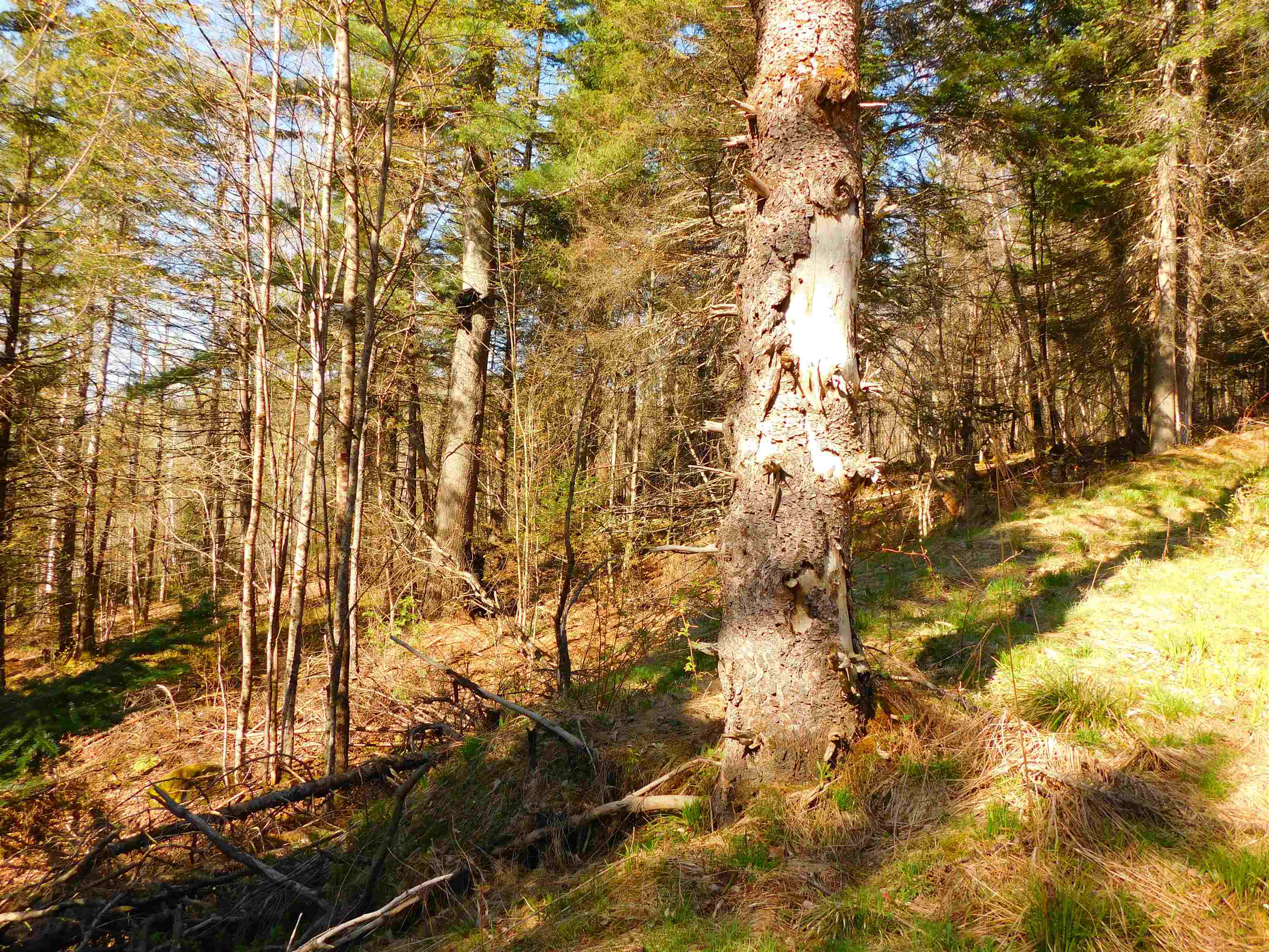 0 Piper Hill Road Colebrook, NH 03576 - Photo 14 of 21