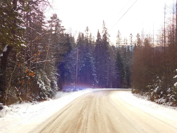 $99,900 | 0 Piper Hill Road, Colebrook, NH 03576