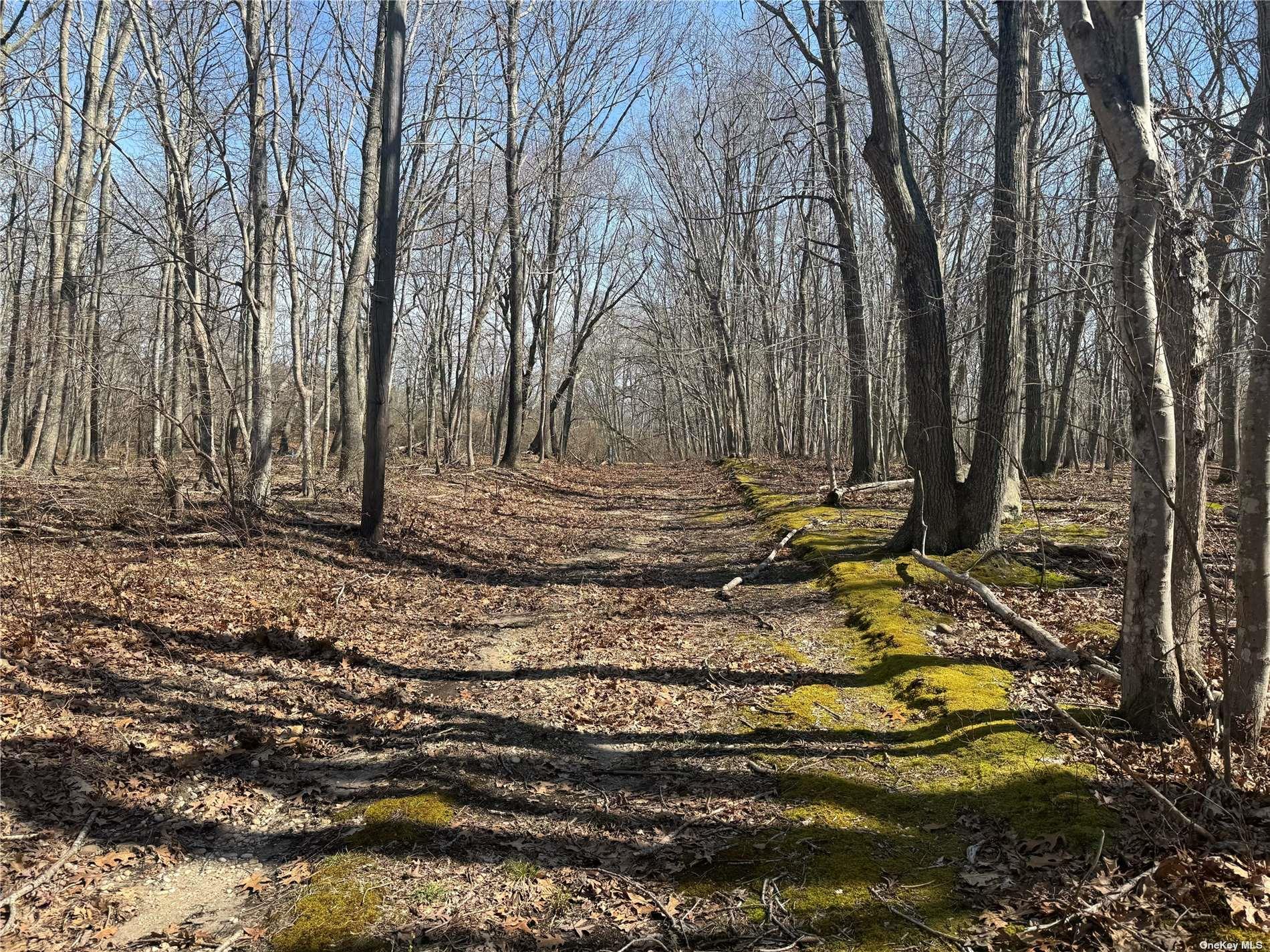 a view of a backyard with large trees