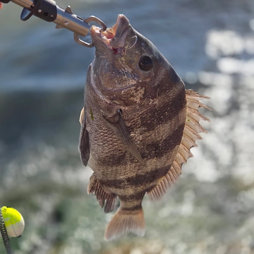 222 Jettyview Road Freeport, TX 77541 - Photo 4 of 10