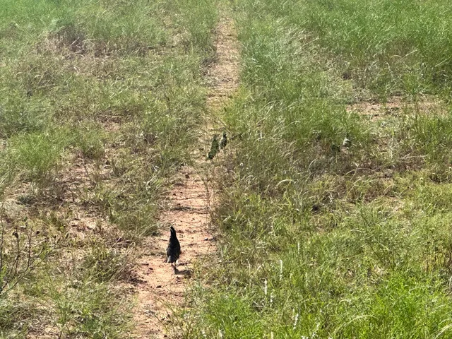 $339,675 | 161.75 Acres Motley Co, Matador, TX 79244