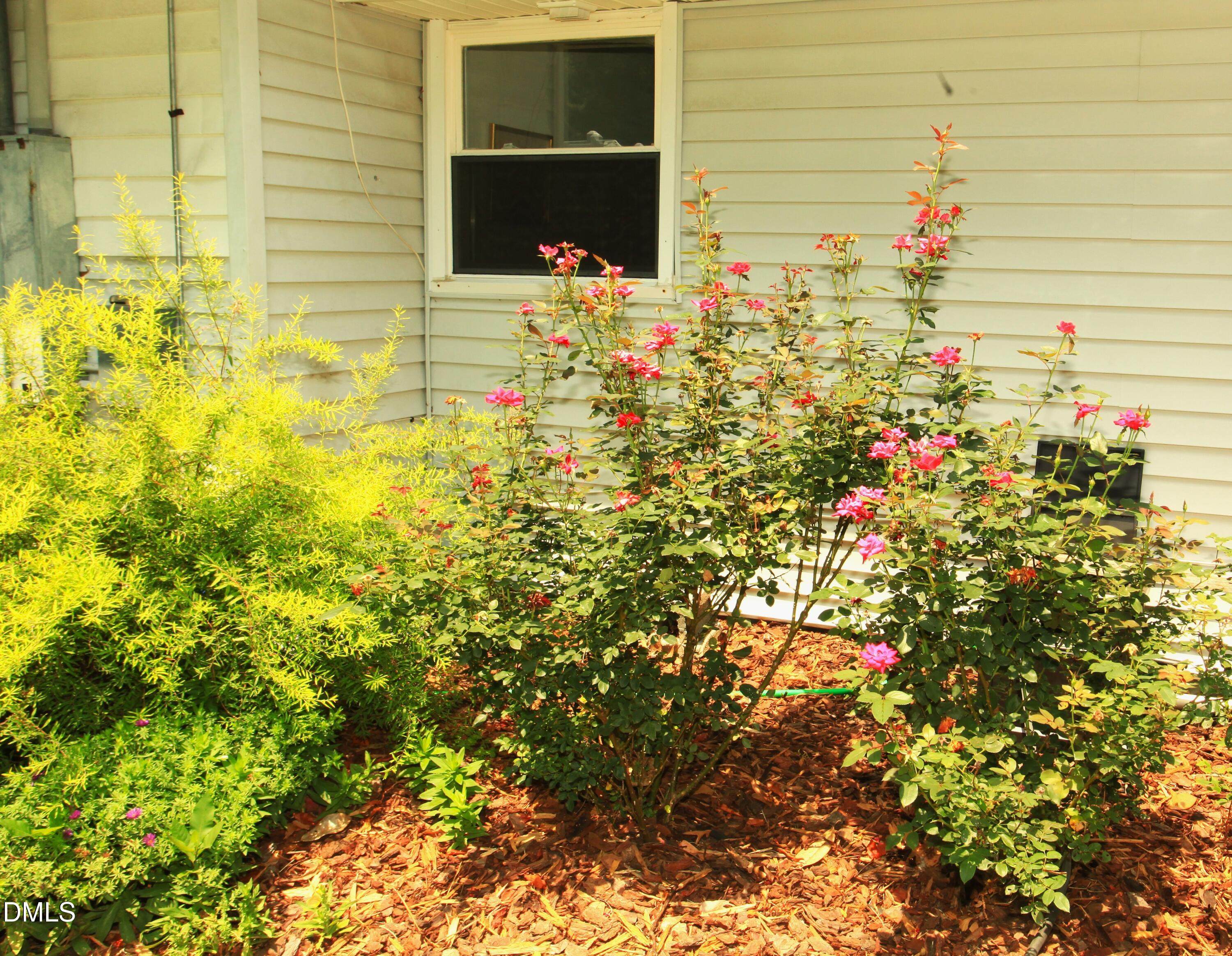 2351 Mt Pleasant Road Willow Spring, NC 27592 - Photo 26 of 39 Rose bushes =close up