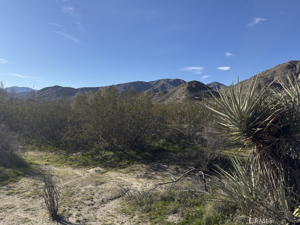 0 Palo Verde Road Morongo Valley, CA 92256 - Photo 7 of 16 a view of a yard with a tree in front of it