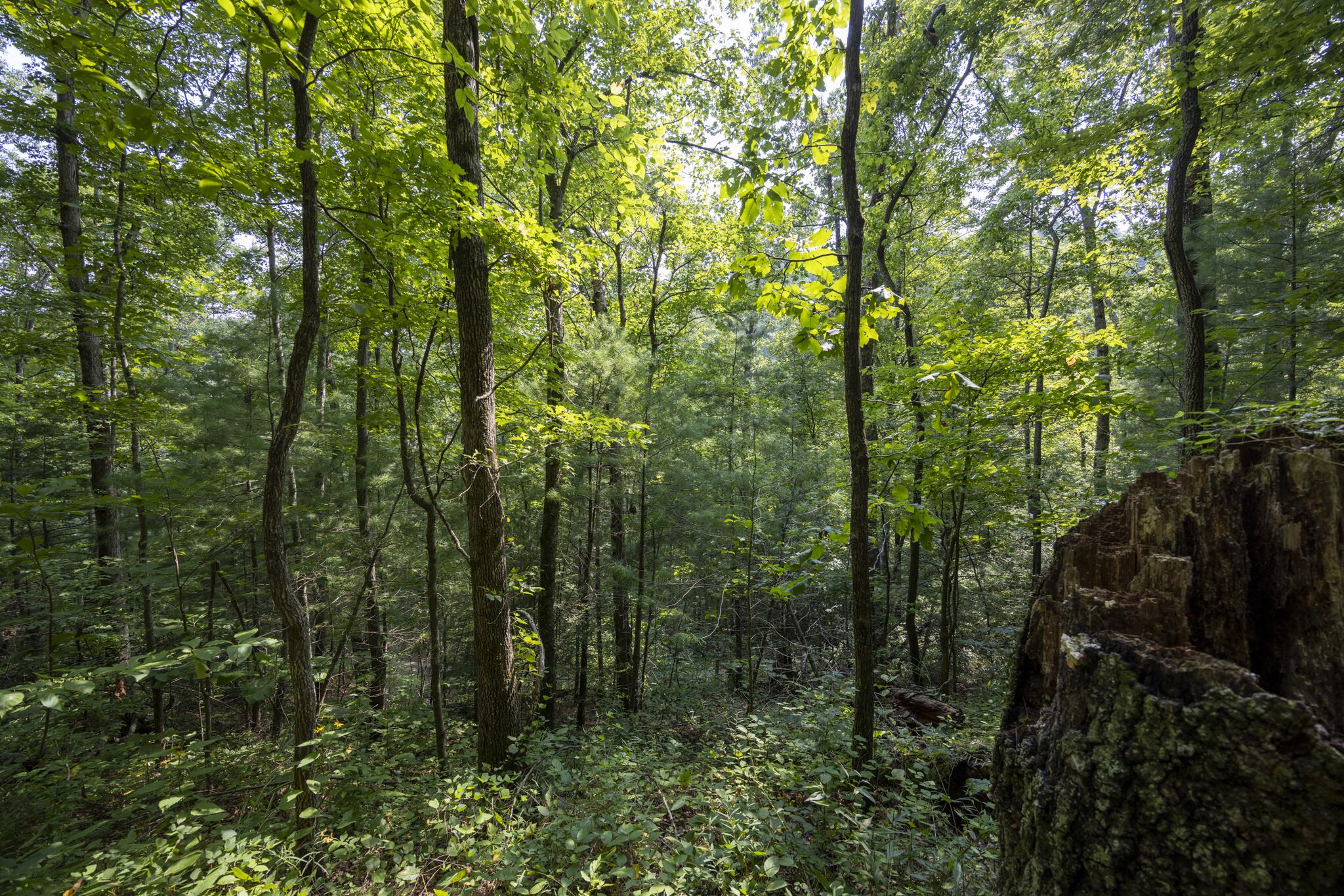 Lot 2 Cave Hollow Road Zoe, KY 41397 - Photo 4 of 29 Appalachian Media-2