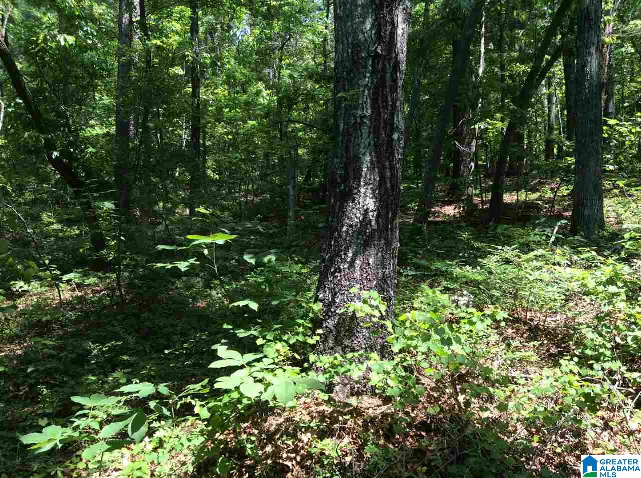 Hoyt Hill Road, Unit 1 Ashville, AL 35953 - Photo 10 of 13