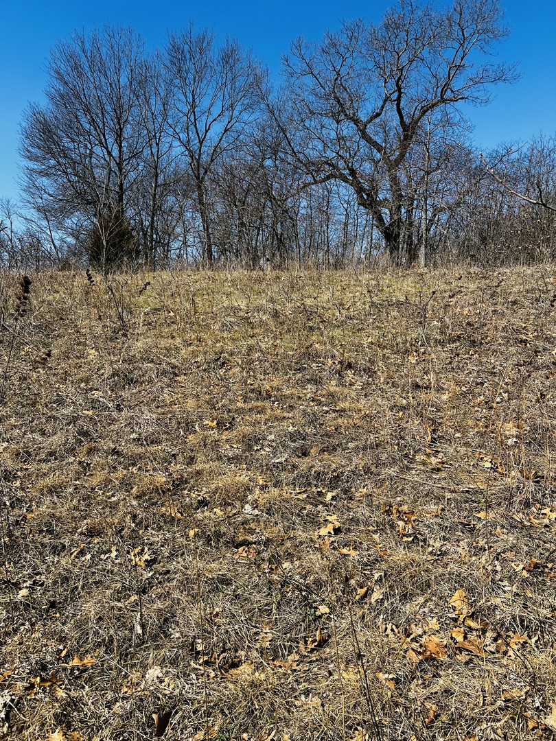 5266 South 12750E Road Pembroke Township, IL 60958 - Photo 16 of 17 a view of a yard with trees